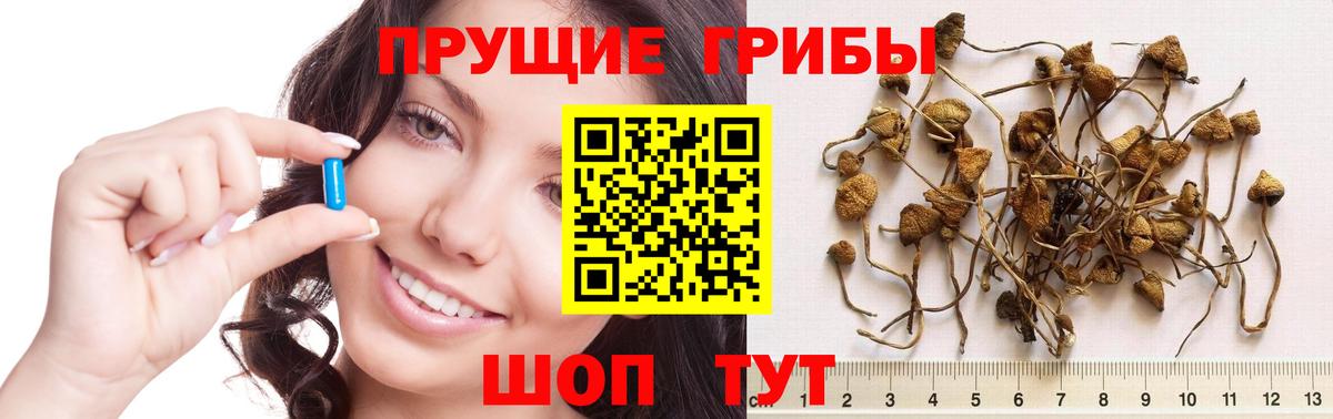 Псилоцибиновые грибы Cubensis  Вход с VPN  Тара  Псилоцибиновые грибы MAGIC MUSHROOMS 